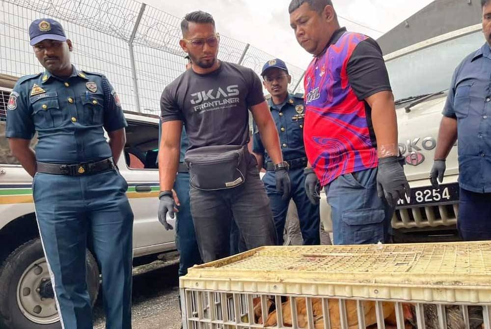 Ayam hidup di sebuah pusat penyimpanan dan memproses ayam dikendalikan warga Myanmar disita DBKL.