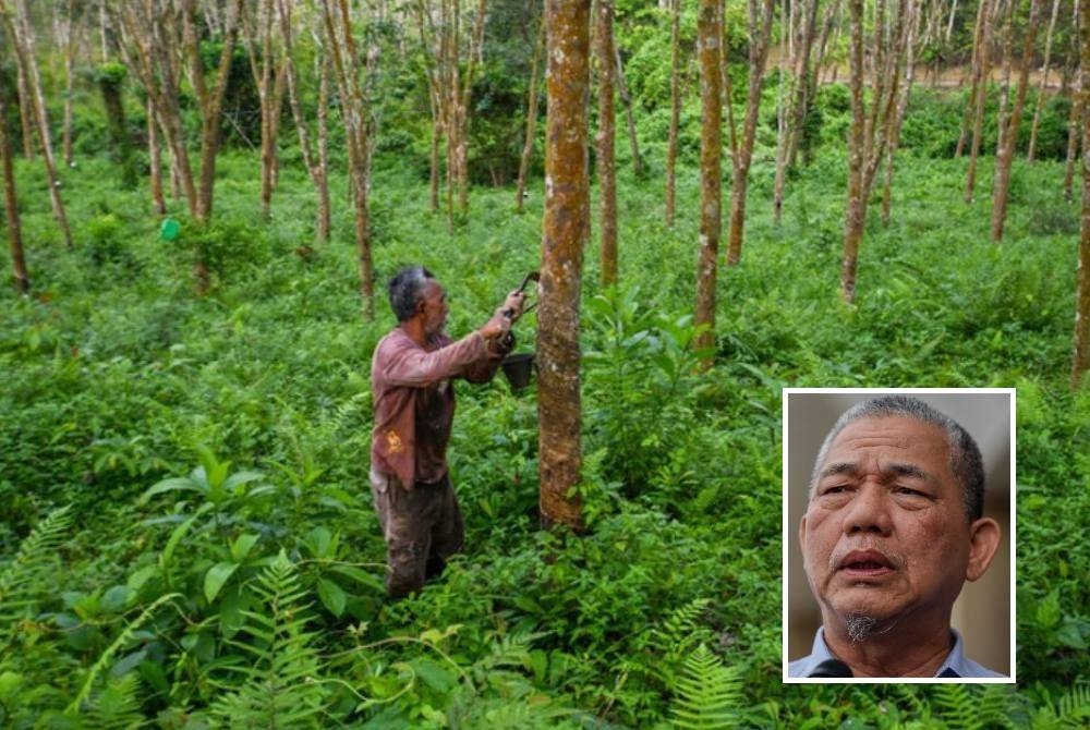 Pekebun juga bakal menerima bayaran Insentif Galakan berjumlah RM100 setiap bulan dengan tempoh terhad selama setahun. - Gambar hiasan Gambar kecil: Fadillah