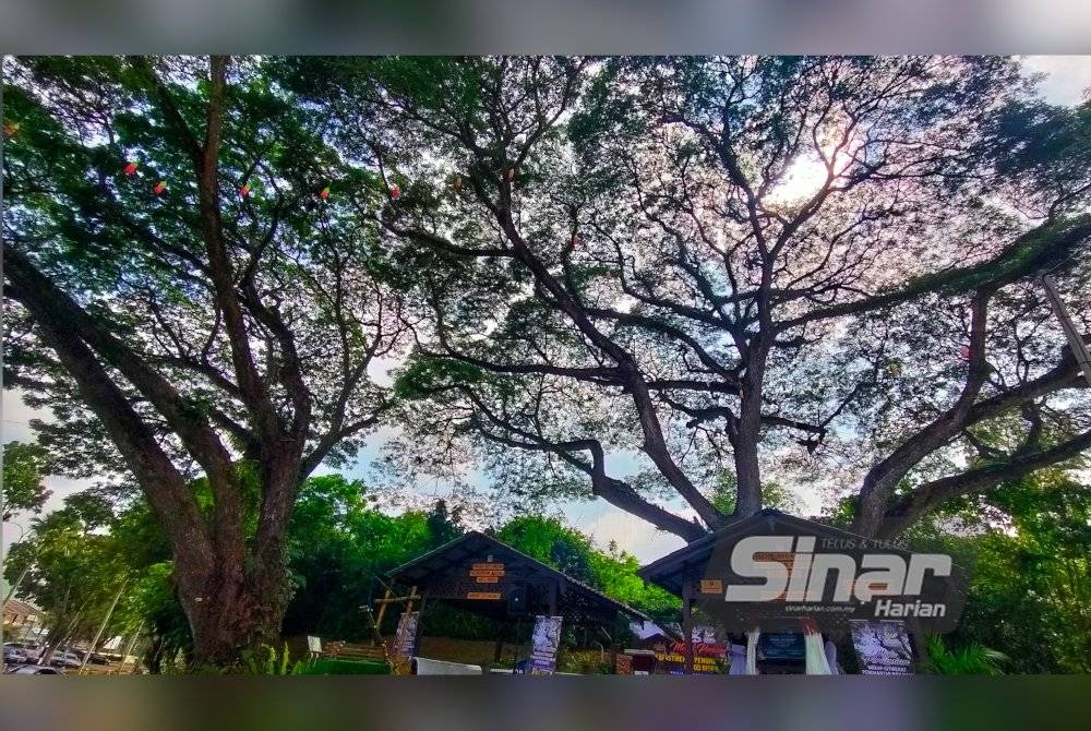 Pokok hujan-hujan antara spesies pokok yang terdapat di daerah Temerloh.