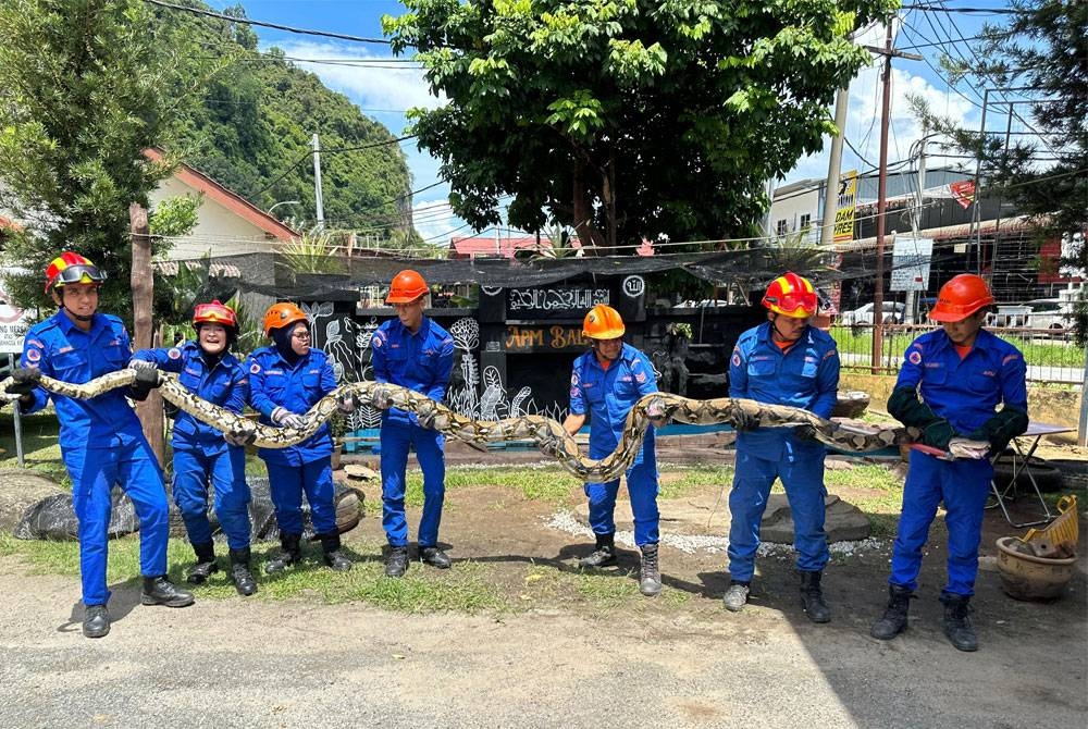 Ular sawa seberat anggaran 80 kilogram ditangkap selepas membaham seekor monyet di Kampung Sera Ulu, Pulai, Baling.