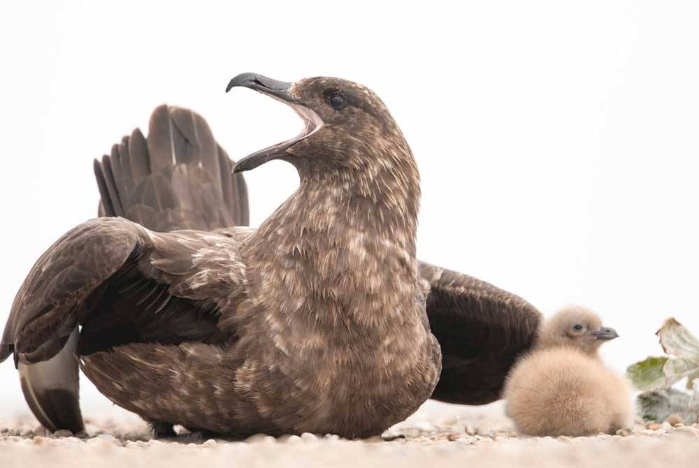 Sampel diambil daripada burung laut skua coklat mendapati ia positif virus selesema burung.