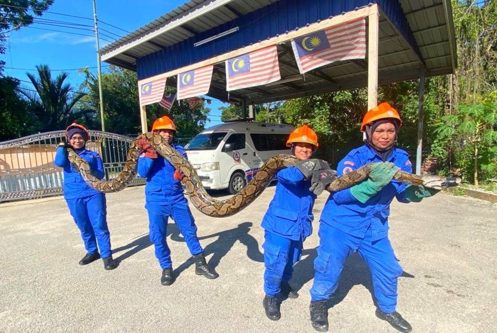 Anggota APM Pasir Mas mengangkat seekor ular sawa seberat 100kg di Kampung Batu Karang pada Rabu.