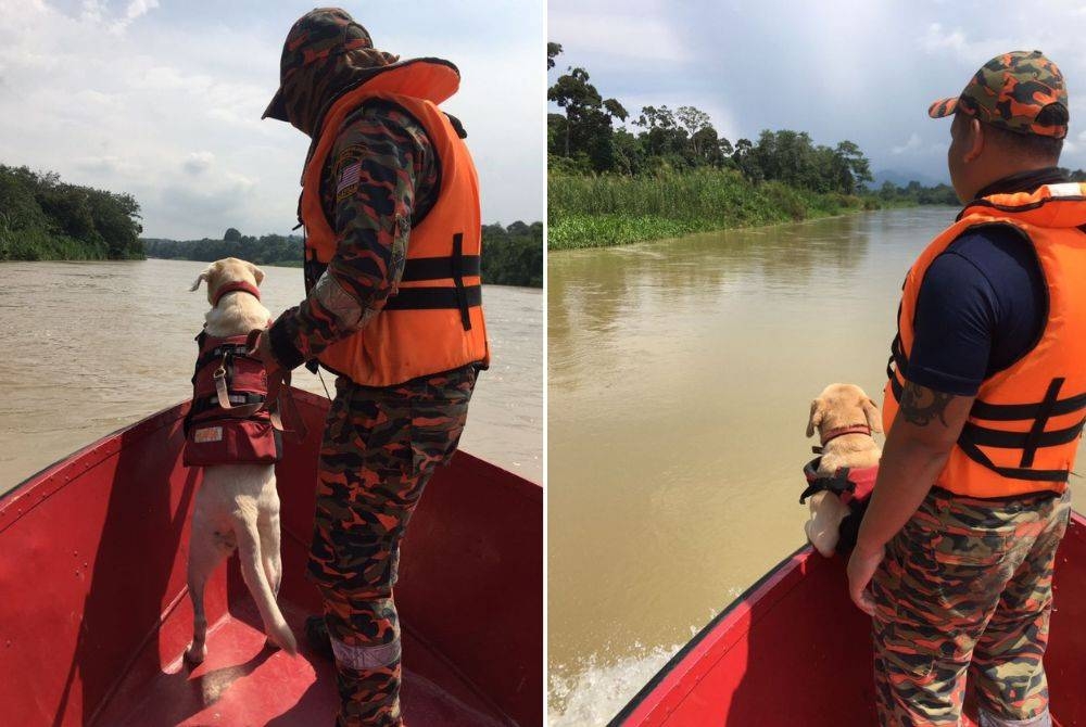 Khidmat K9 membantu melancarkan operasi mengesan mangsa dikhuatiri lemas di Sungai Perak. Foto: Ihsan Bomba Perak
Gambar kanan: Denti memulakan tugas dalam operasi mencari dan menyelamat mangsa yang dikhuatiri lemas di Kuala Kangsar pada Sabtu. Foto: Ihsan Bomba Perak.