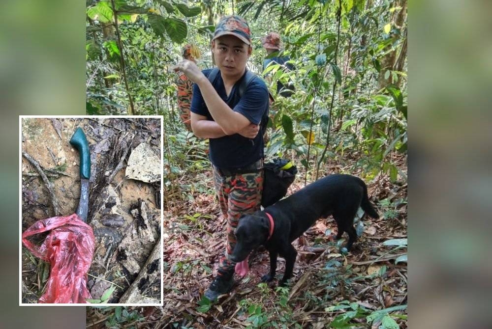 Khidmat Eros jenis Labrador dari Unit K9 dipanggil bagi melancarkan operasi SAR warga emas hilang. (Gambar kecil: Parang yang disahkan milik mangsa.) - Foto Bomba