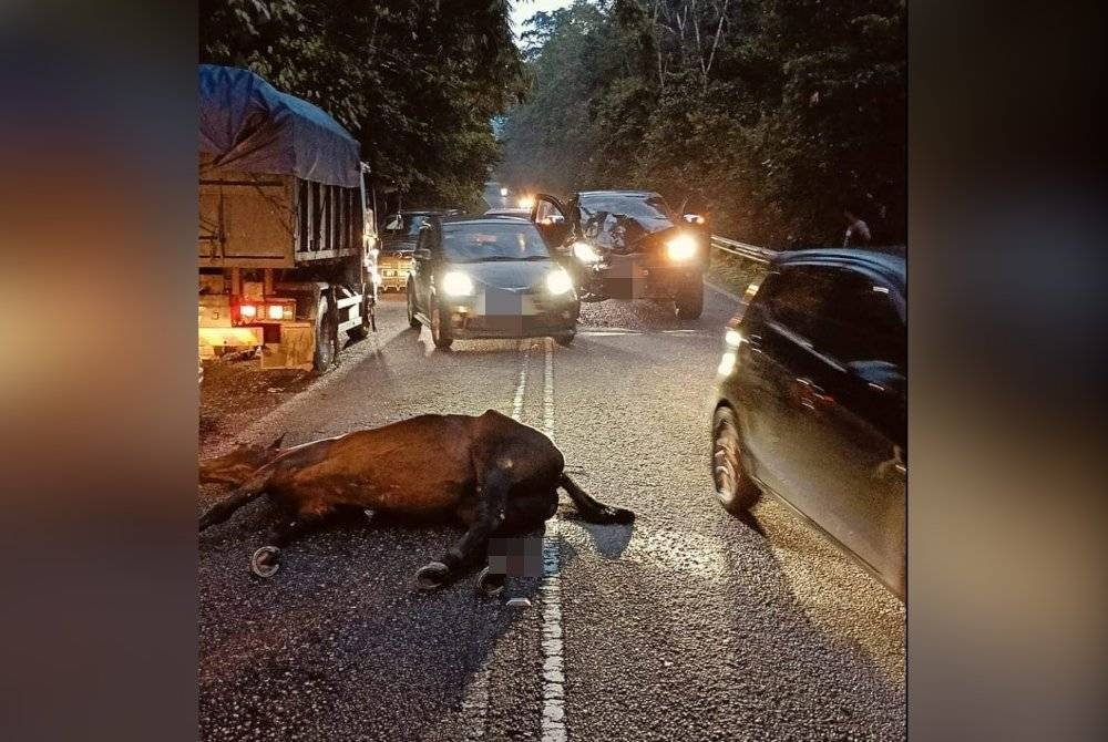 Gambar tular memaparkan lokasi kejadian seekor kuda mati dilanggar sebuah pacuan empat roda di Jalan Sungai Tua-Ulu Yam arah Selayang pada Selasa.