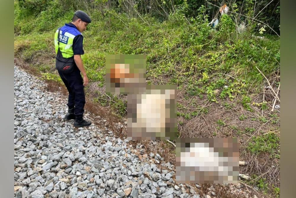 Sebahagian lembu ditemui mati akibat perlanggaran dengan tren dalam kejadian antara Bahau dengan Stesen Triang pada awal pagi Rabu. - Foto ihsan PDRM