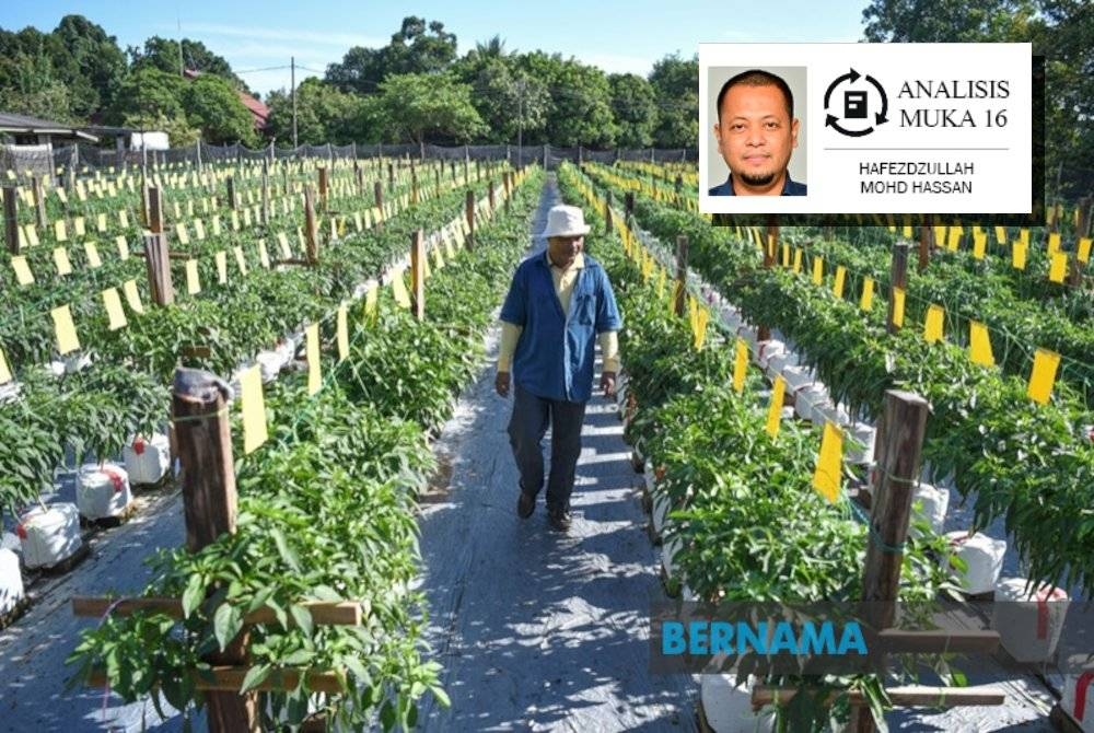 Ramai yang mula membuka mata apabila satu demi satu projek pertanian diusahakan itu menunjukkan perkembangan positif. (Gambar hiasan) - Foto Bernama