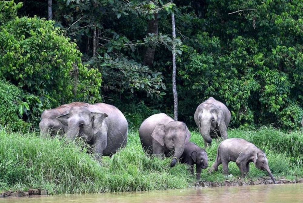 Gajah antara binatang yang berdepan risiko kepupusan jika terus menjadi mangsa pemburuan mahu pun jerat haram. (Gambar hiasan) - Foto Bernama