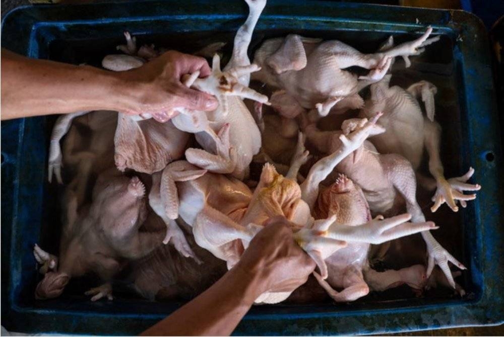 Harga purata ayam bersih standard peringkat nasional adalah RM8.51 per kilogram. - Foto Bernama