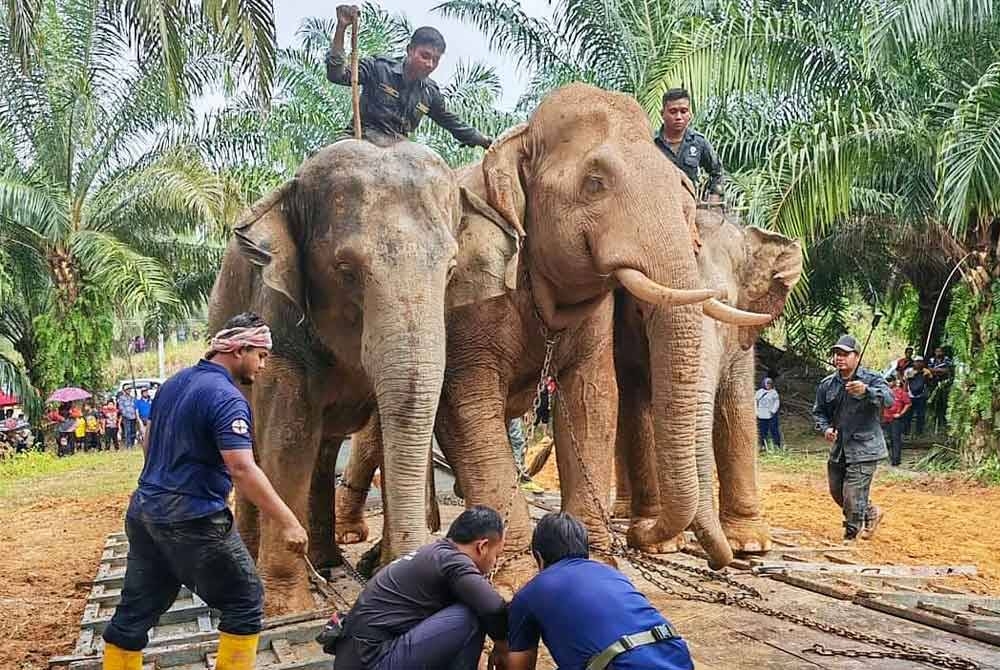 Unit Tangkapan Gajah Perhilitan Perak berjaya menjalankan operasi translokasi gajah liar di Felda Nenering pada 29 Oktober lalu.