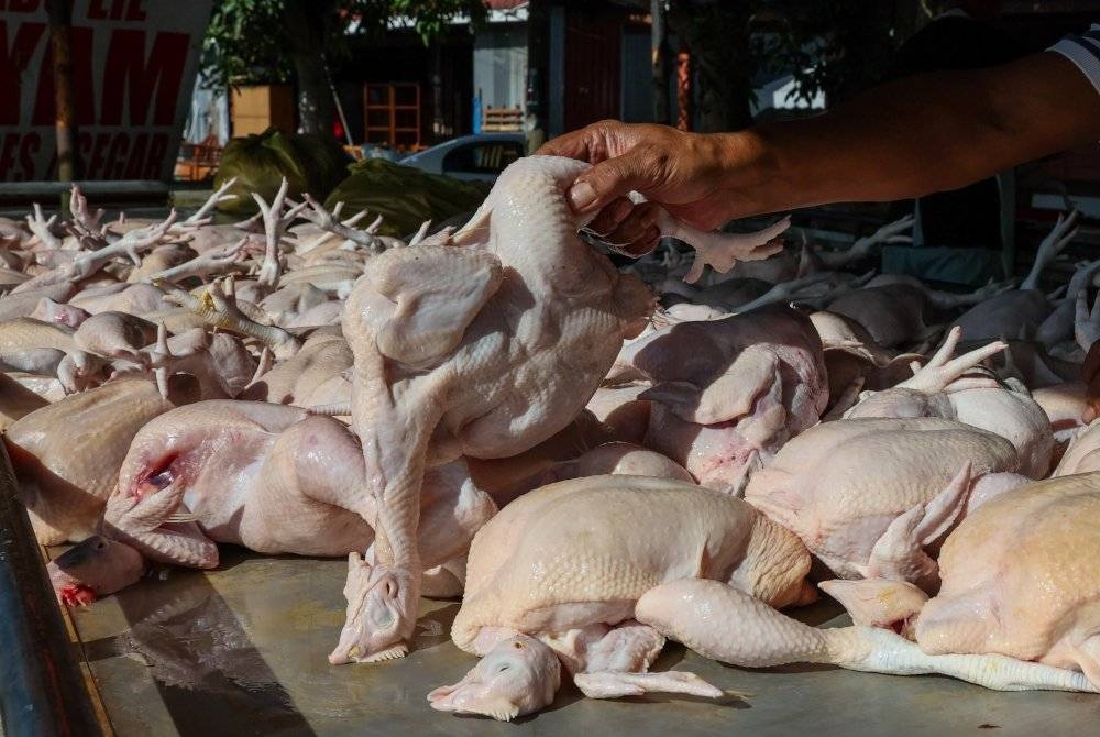 Langkah kerajaan menamatkan subsidi ayam adalah langkah awal agak berani dalam meneruskan agenda rasionalisasi subsidi negara.- Gambar hiasan