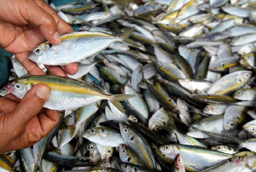 LKIM beri jaminan bekalan ikan untuk pasaran tempatan mencukupi sepanjang tempoh Monsun Timur Laut (MTL) yang bermula pada November hingga Mac tahun depan.