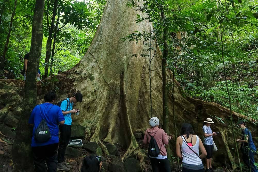 Kawasan hutan lipur antara lokasi pelancongan yang telah dikenal pasti untuk ditingkatkan liputan talian telekomunikasi menjelang Tahun Melawat Perak 2024. - Foto 123RF