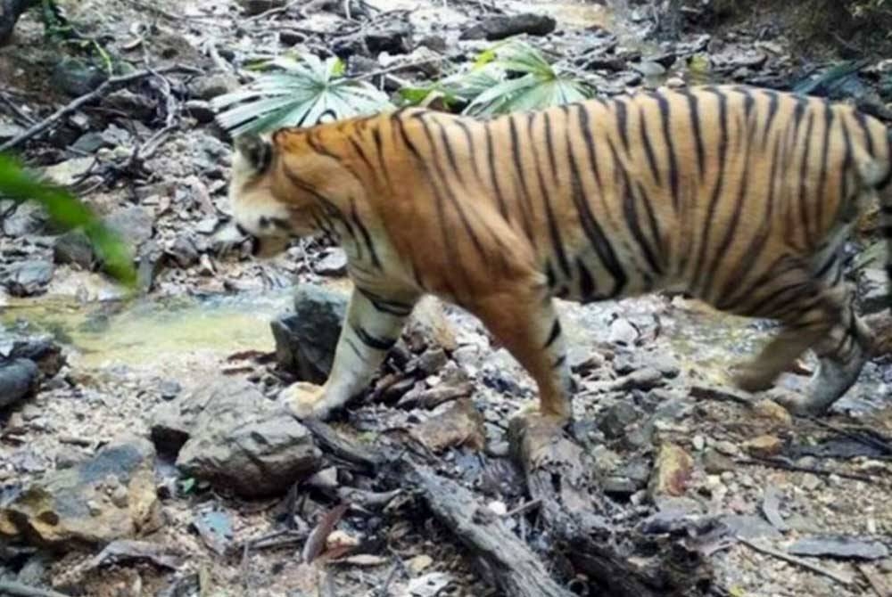 Harimau Malaya yang berjaya dirakamkan di Taman Negara Bang Lang di selatan Thailand. - Agensi