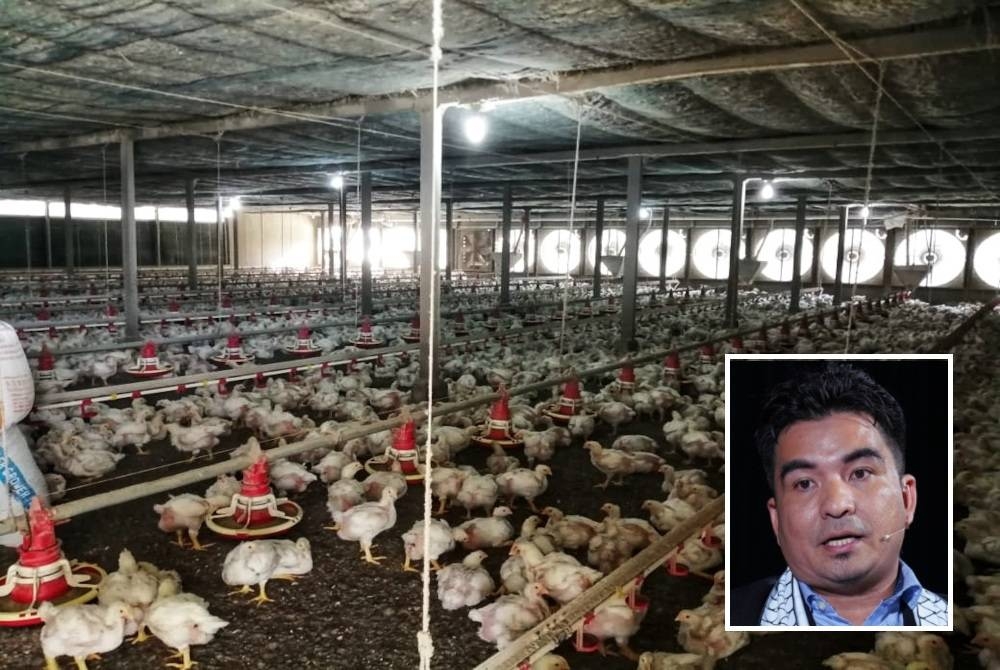 Kerajaan dicadangkan untuk menaik taraf penternak sederhana kepada &#039;super&#039; besar bagi meluaskan persaingan sihat dan menghapuskan kartel dalam usaha menstabilkan harga ayam. - Gambar hiasan. Gambar kecil: Mohamad Yusrizal