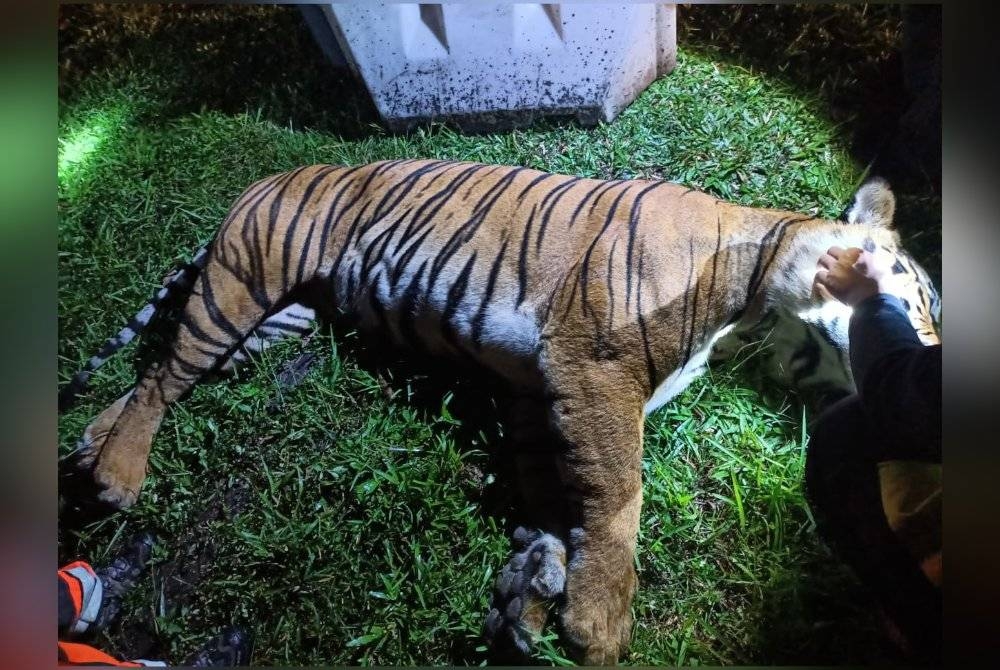 Seekor harimau belang ditemukan mati dipercayai dilanggar sebuah treler di Lebuh Raya Utara- Selatan berhampiran Hentian Sebelah Gua Tempurung, Gopeng. - Foto ihsan pembaca