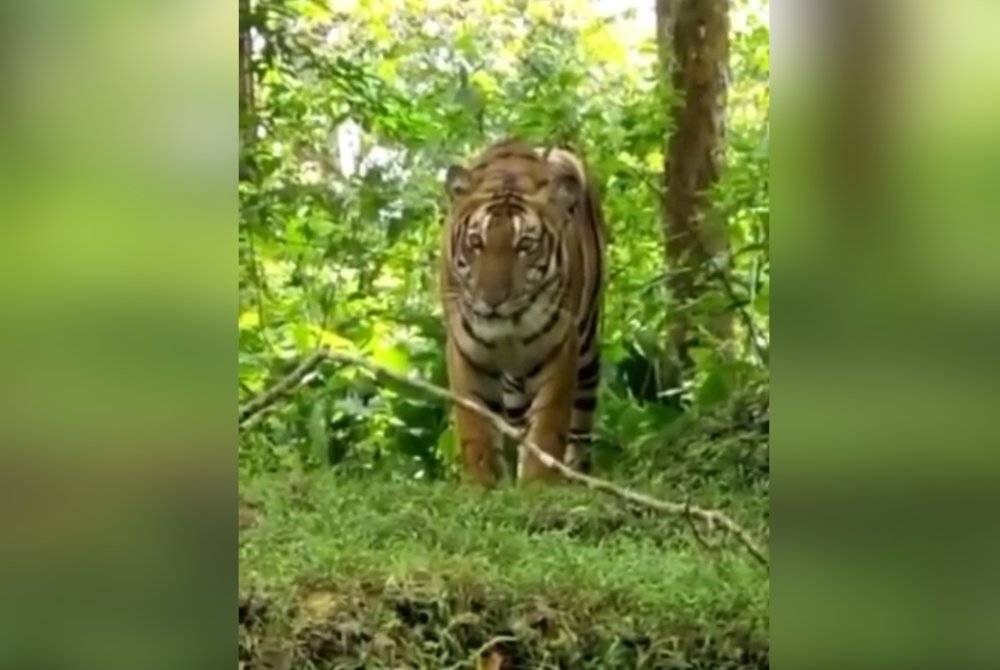 Tangkap layar video kemunculan harimau belang yang sebenarnya berlaku di India pada 2020. - Foto ihsan pembaca