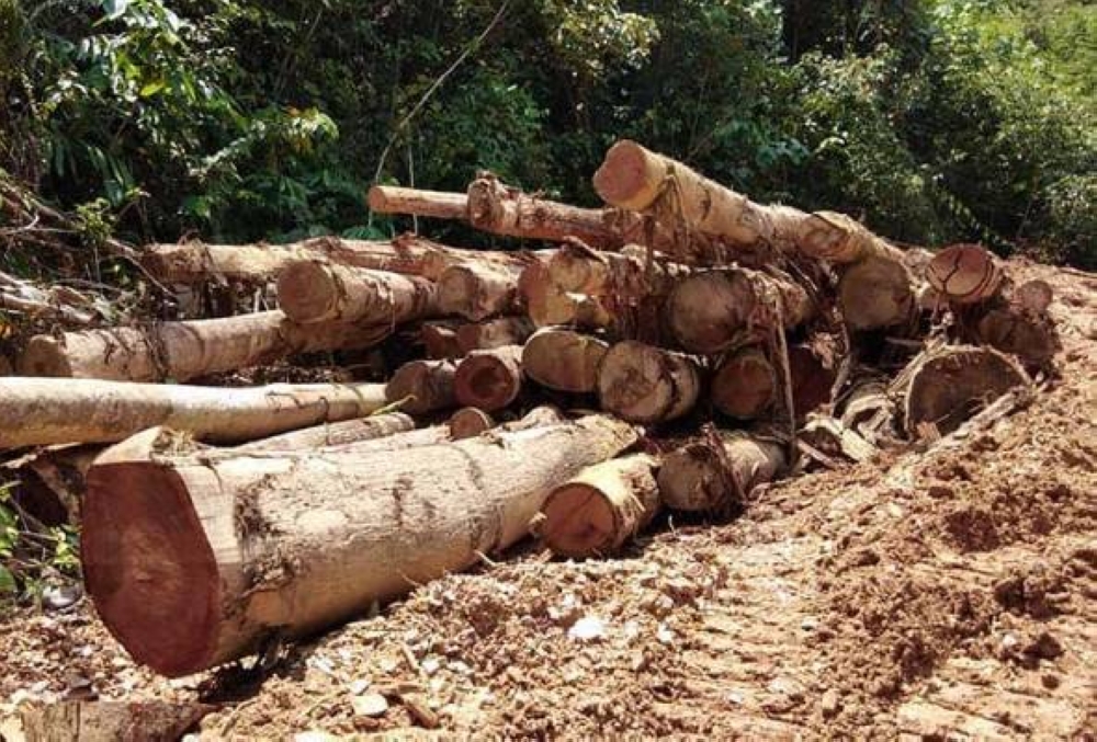 Apabila pokok-pokok ditebang, tanah yang sebelum ini terlindung kini terdedah. - Gambar hiasan