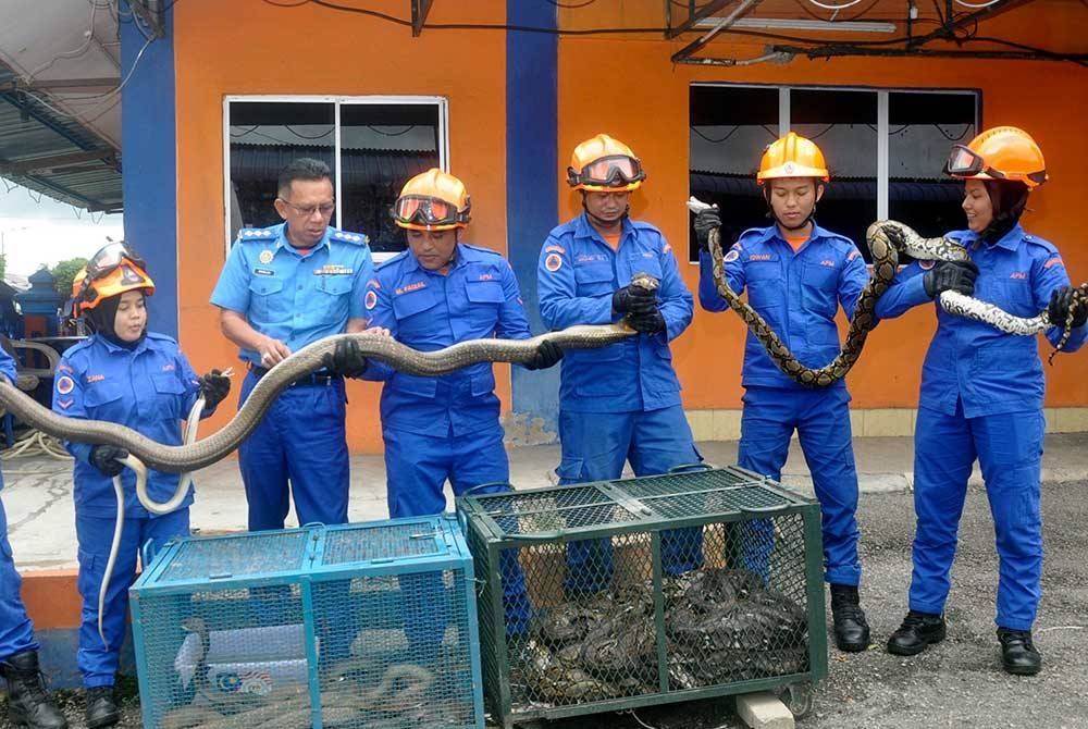 Ramlah Ros (kiri) melihat ular tedung selar yang dipegang anggotanya dan pelbagai spesies ular lain untuk diserahkan kepada Perhilitan di pekarangan Pejabat APM Besut di Bandar Jertih pada Jumaat. - Foto: Bernama