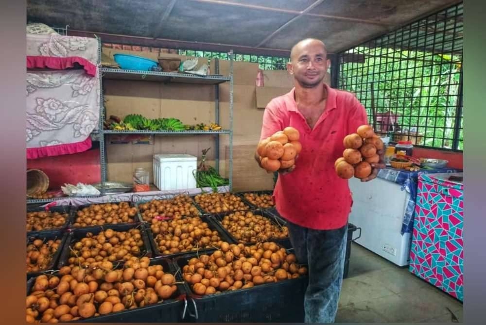 Yahaya menjual buah taban dan memperoleh bekalan daripada masyarakat Orang Asli.