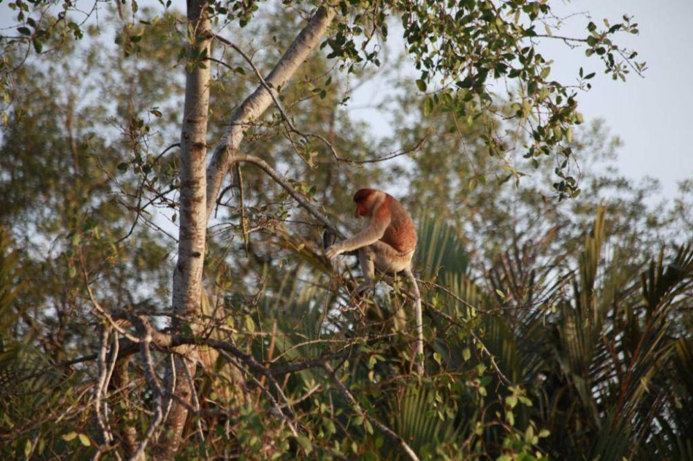 Monyet Proboscis di Sungai Nahaba, Weston, Beaufort.