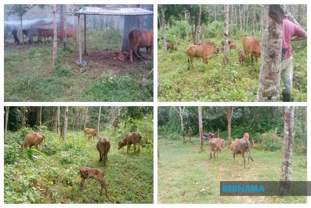 Penternak di Kuala Krai membina kandang sementara di atas bukit untuk menempatkan lembu peliharaannya. - Foto Bernama