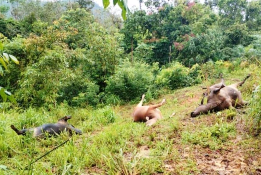 Seorang penternak mengalami kerugian kira-kira RM40,000 selepas 16 ekor lembu peliharaannya mati, disyaki diracun.