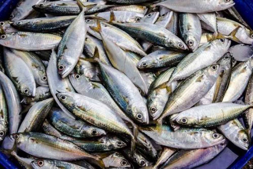 Jabatan Perikanan Malaysia memberi jaminan bekalan ikan mencukupi sepanjang MTL menerusi pendaratan sumber itu di Pantai Barat Semenanjung. - Gambar hiasan