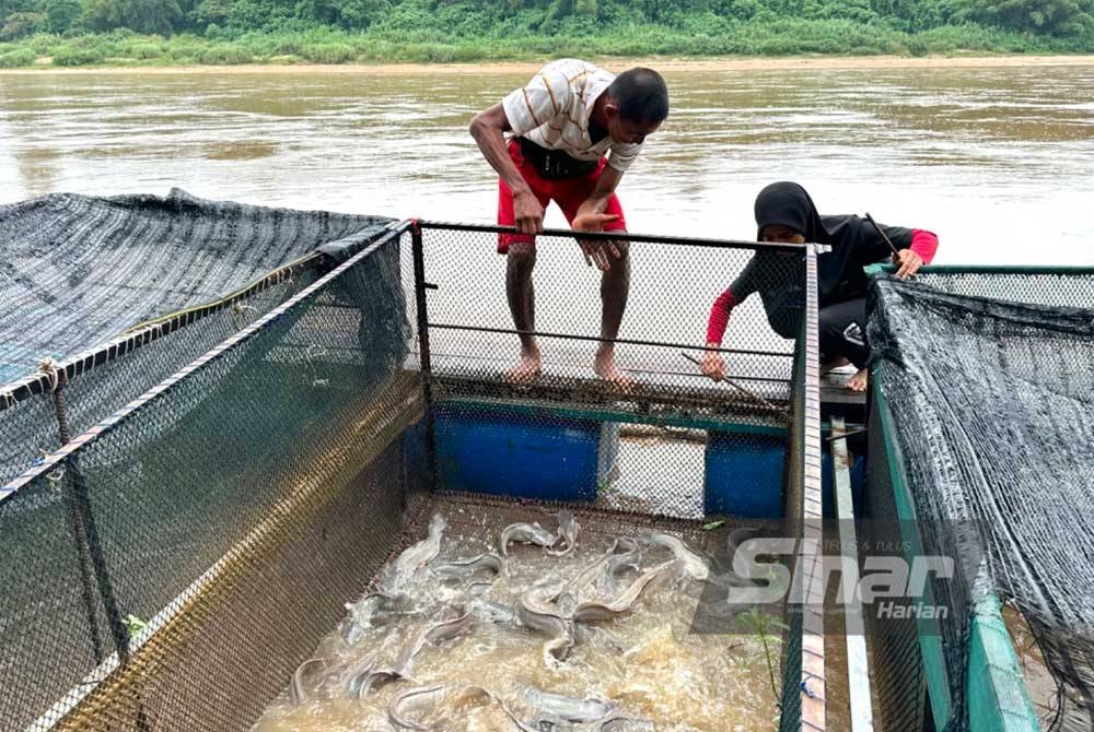 Sangkar ikan yang dinaikkan sebahagian secara berperingkat bergantung kepada arus sungai.