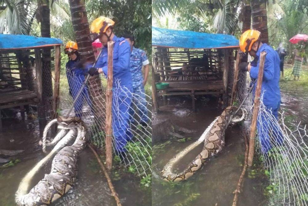 Anggota APM mengambil masa kira-kira 20 minit untuk menangkap haiwan terbabit yang sedang terdampar kekenyangan. - Foto APM