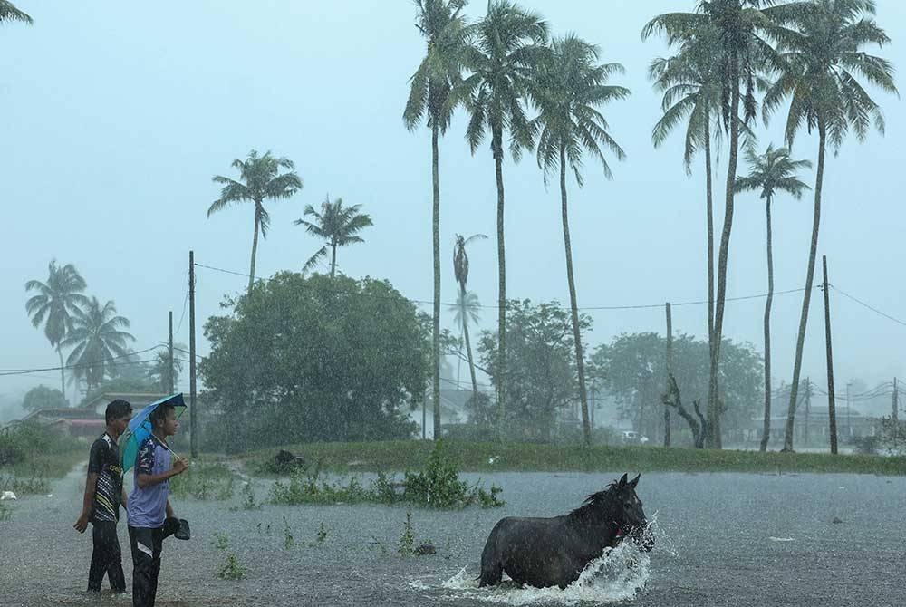 Gelagat Kuda lumba jenis Belima ketika dipindahkan ke kawasan tanah tinggi selepas kandang kuda dinaiki air ekoran hujan berterusan sejak semalam ketika tinjauan sekitar kampung Dalam Ru, Pasir Puteh hari ini. - Foto Bernama