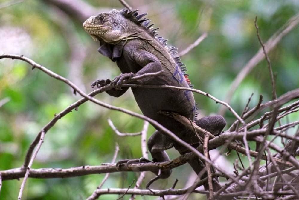 Thailand mengenakan larangan import terhadap semua spesies iguana dalam usaha mengawal lonjakan populasi reptilia itu. - Foto AFP