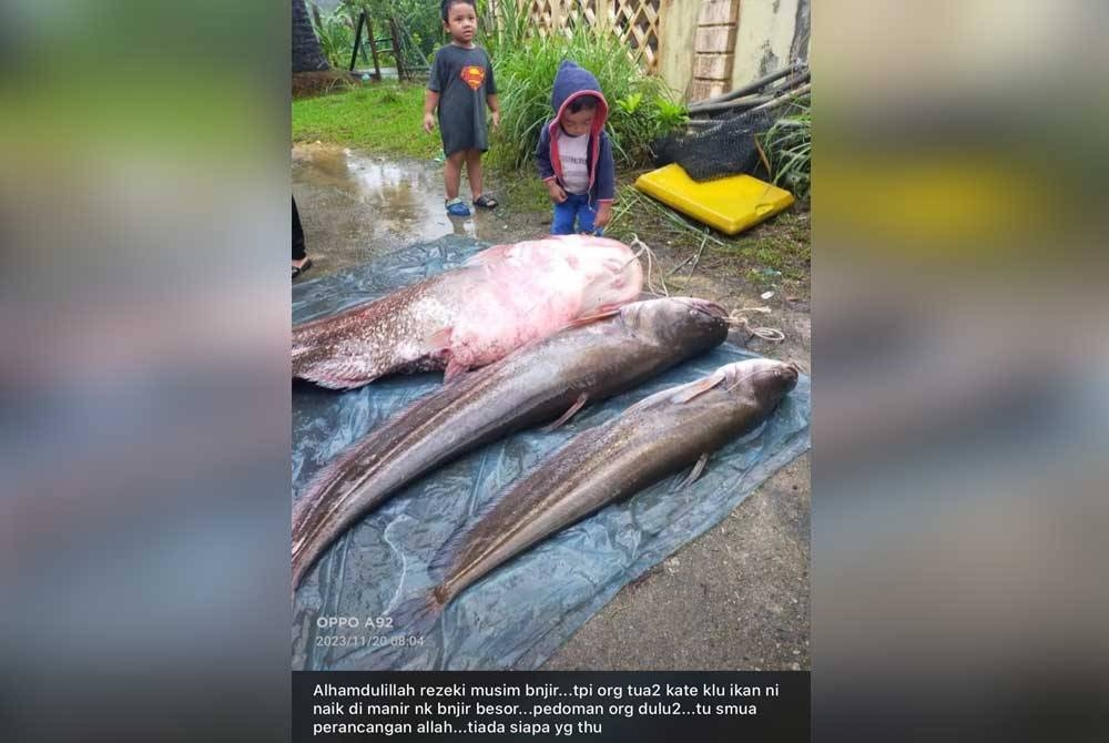 Gambar tular di media sosial menunjukkan dua kanak-kanak berdiri di sebelah ikan tapah bersaiz besar yang dikatakan ditangkap penduduk kampung di Manir, Kuala Terengganu.