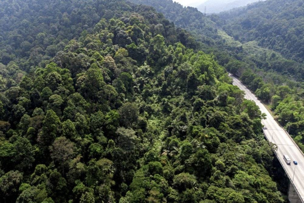 Litupan kawasan berhutan setakat 31 Disember 2021 adalah seluas 18.05 juta hektar atau 54.6 peratus daripada keluasan tanah negara. - Foto Bernama