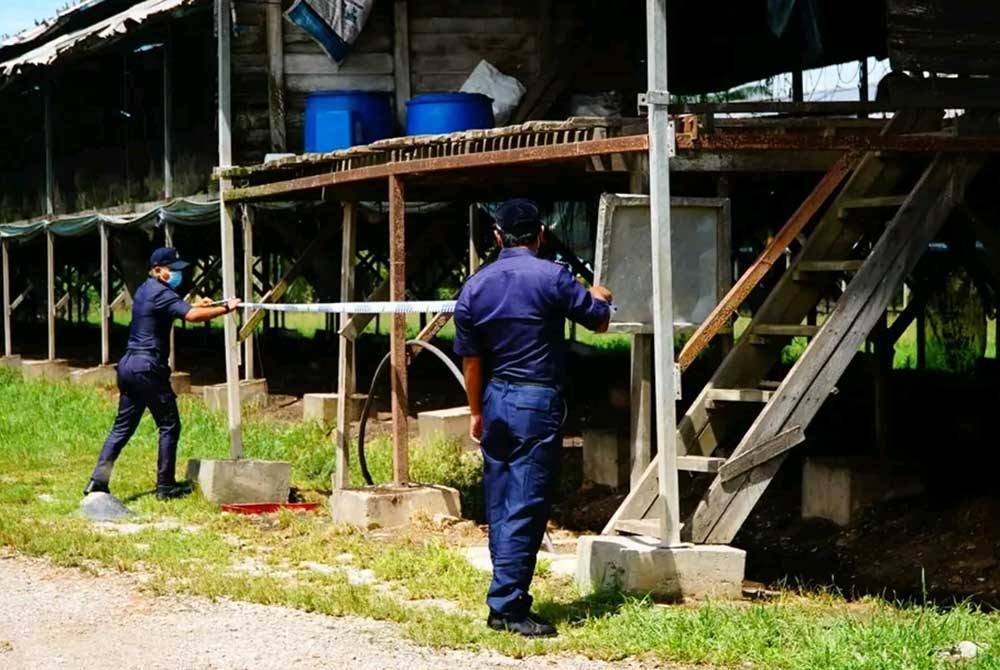 Anggota penguatkuasa MPKS membuat pemeriksaan terhadap sebuah ladang ternakan ayam di Sungai Yu pada Rabu.