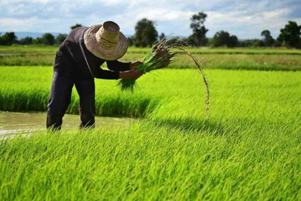 Majoriti pesawah Sekinchan teliti daripada peringkat penyediaan tanah, penggunaan benih berkualiti, pembajaan teratur hingga kaedah mencegah serangan rumpai dan serangga perosak. - Gambar hiasan