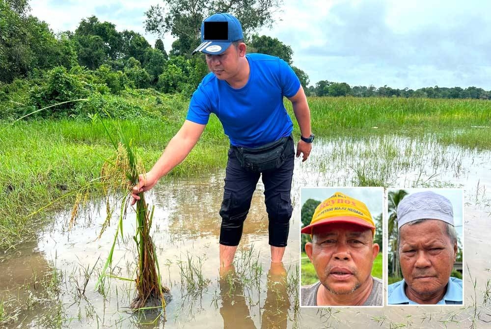 Ahmad Nashruddin menunjukkan padi yang rosak akibat hujan berterusan. Gambar kecil dari kiri: Hassan, Ismail