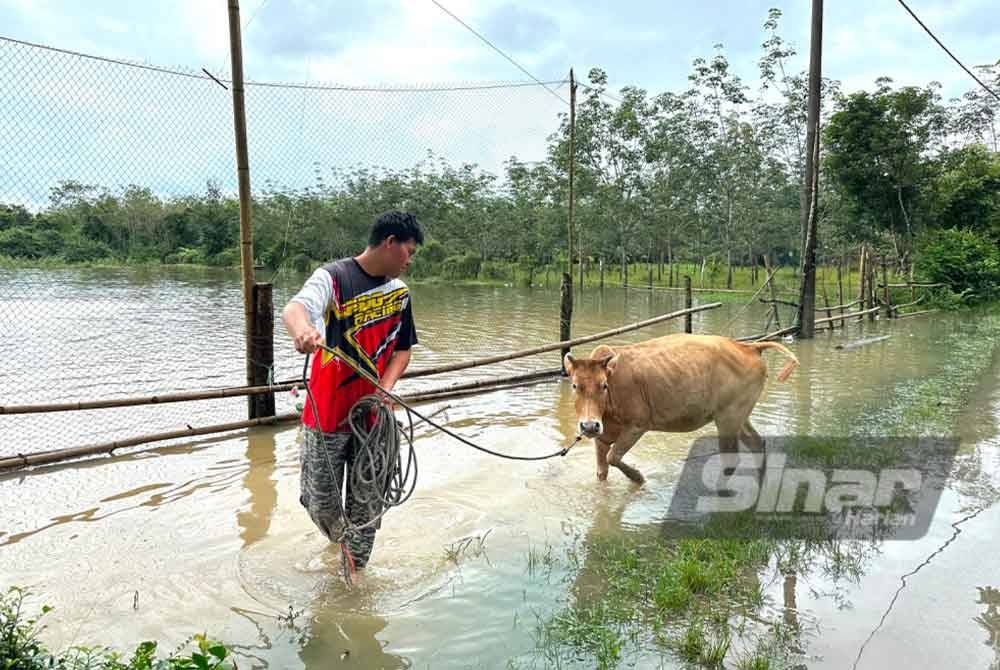 Syazwan Hakimi mula memindahkan ternakannya selepas padang mula digenangi banjir di Kampung Serungga, Pasir Mas.