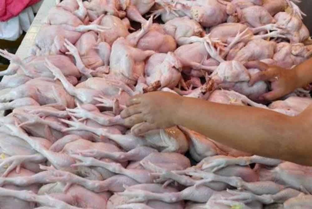 Lebih 2,000 ekor ayam dijual pada harga Rahmah RM5.90 sekilogram bermula jam 9 pagi hingga 3 petang. - Gambar hiasan