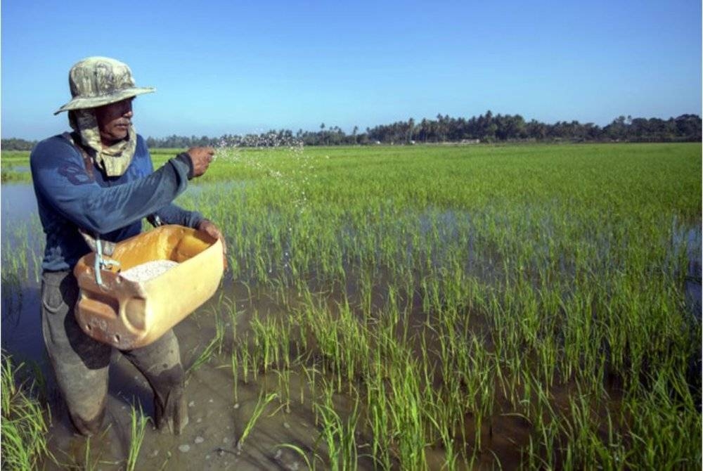 LKAN tahun ini menyatakan seorang dalam empat pesawah berpendapatan kurang RM600 sebulan atau RM7,200 setahun. - Foto hiasan