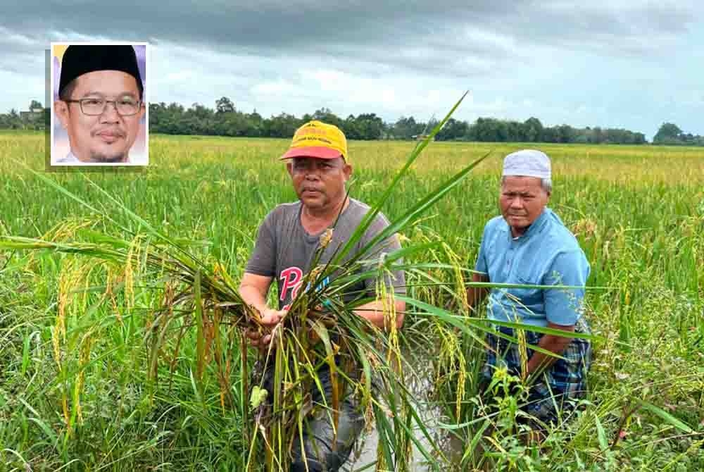 Kelantan akan mengeluarkan beras jenama sendiri pada tahun depan. - Gambar hiasan. Gambar kecil: Tuan Mohd Saripudin