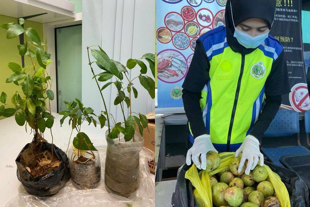 Anak pokok yang dirampas Maqis. Gambar kanan: Mangga dan anak pokok yang dirampas Maqis dibawa masuk dari Brunei ke Labuan.