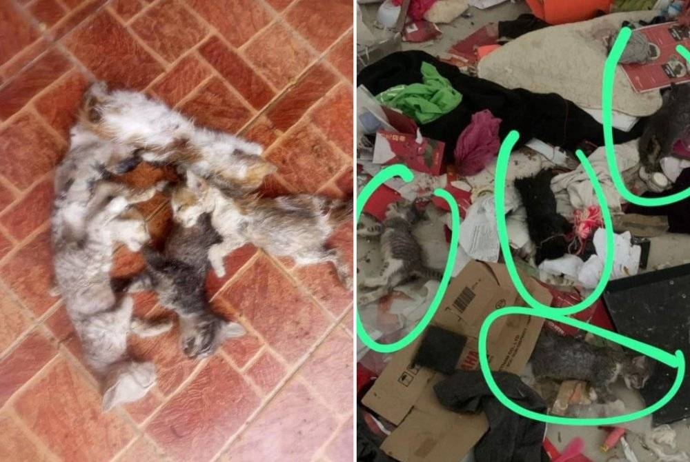 Sebahagian bangkai anak kucing yang ditemui mati di kawasan Pasar Borong Jerantut disyaki dibunuh. - Foto FB Animal Malaysia