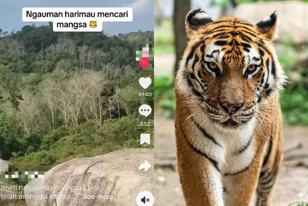 Jabatan Perlindungan Hidupan Liar dan Taman Negara (Perhilitan) Kelantan mengesahkan bunyi seekor harimau mengaum di Gua Musang yang tular sejak Jumaat adalah video lama.