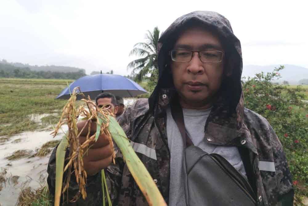 Asmadi menunjukkan pokok padi yang ditanam di Kampung Gong Ubi Keling di Besut, musnah selepas dilanda banjir minggu lalu.