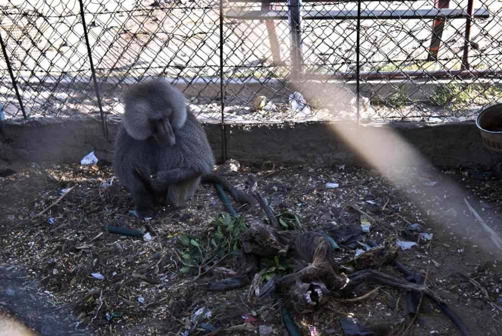 Seekor babun melihat bangkai babun lain yang mati kelaparan akibat tindakan agresif Israel di Gaza. - Agensi