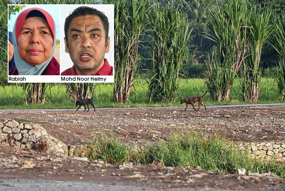 Beberapa ekor anjing liar berkeliaran di Kolam Takungan Banjir Semabok, Taman Semabok Perdana.