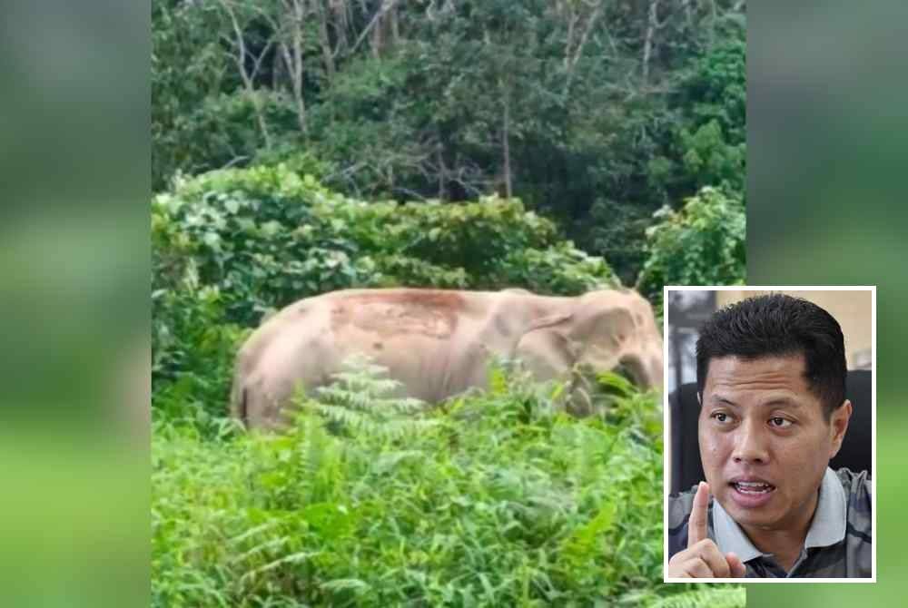 Seorang pekerja ladang maut dipercayai dilanyak oleh seekor gajah dalam kejadian di Ladang Upayapadu, Sungai Bayu di Gua Musang pada Isnin. - Foto Pembaca (Gambar kecil: Mohamad Hafid)