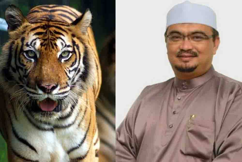 Harimau berkeliaran membimbangkan penduduk Gua Musang. Mohamed Fadzli