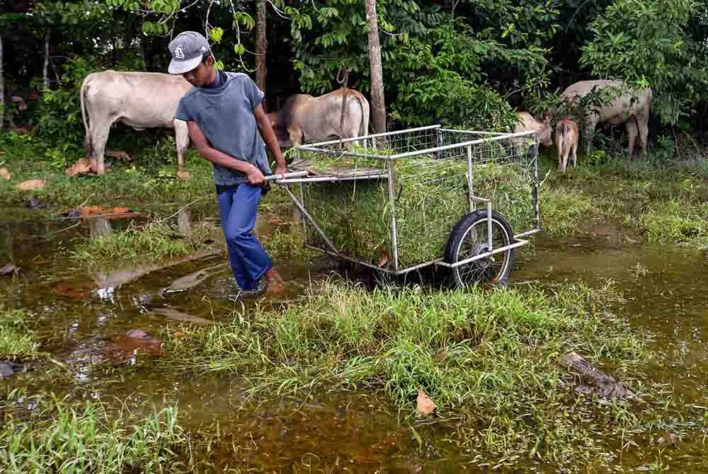 Mangsa banjir Muhammad Liza Fazrin Rasdan, 16, membawa rumput yang diperoleh di kawasan yang belum ditenggelami air untuk diberikan kepada lembu peliharaan. - Foto Bernama